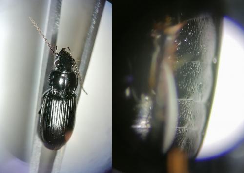 Pterostichus nigrita